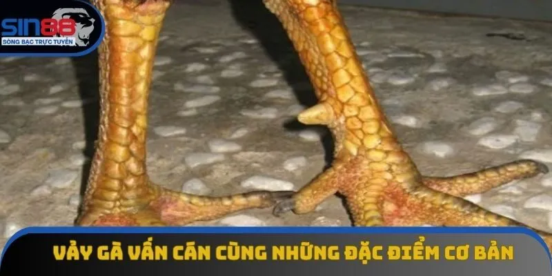 Vảy gà vấn cán cùng những kiến thức trọng tâm