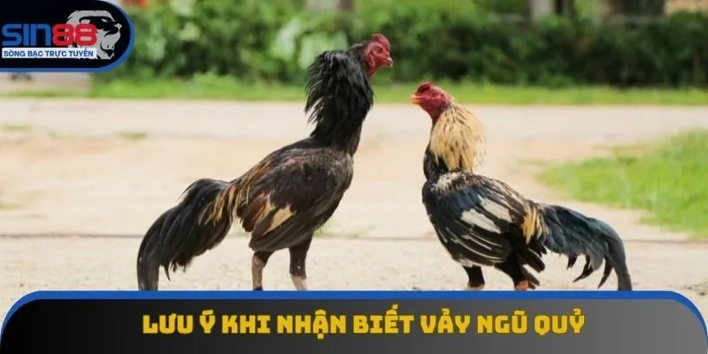 Lưu ý giúp nhận biết thần kê chuẩn