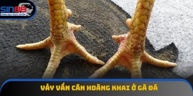 Nhận biết vảy gà vấn cán hoành khai